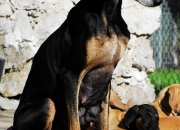 bild-545