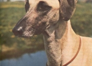Al Sharif of Mumtaz-I-Javanadmi