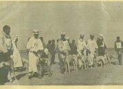 Ausstellung von Sloughis in Algerien
