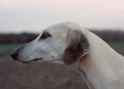 Bahadur Kamar al Akbar