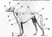 Ideal des Club du Sloughi von 1971