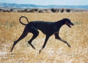 giavolelauf