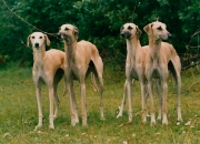 loewwla_0002