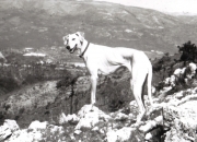 Die erste Nitouche (dite Montouchet) 1964