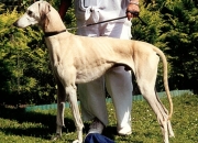 mufti1