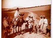 Sloughis aus Algerien