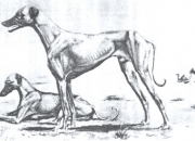 Zeichnung des großen Araber und Sloughikenners und züchters Robert Mauvy