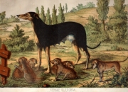 seraab