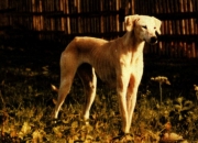 Tarbia (del Ain Naga)