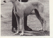 zina