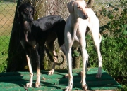 parentsslitter