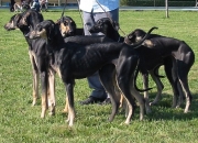 zuchtgruppe10