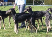 zuchtgruppe8