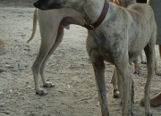 antarshagra