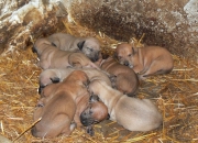 babies