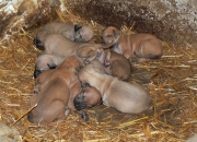 babies1