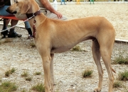 geaugeau2