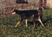 labaan-ii