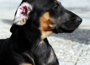 bild-067