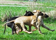 bild-242