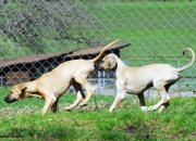 bild-261