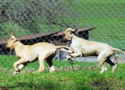 bild-262