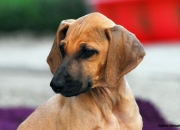bild-337