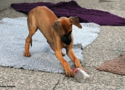 bild-339