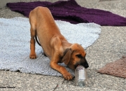 bild-341