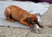 bild-342
