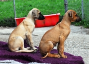 bild-367