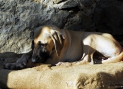 bild-385