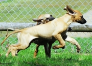 bild-411