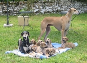 family