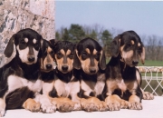 p-litter-phayrouz-right