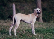 tarqui1