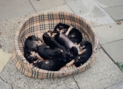 welpi1slitter1